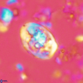 Calcicalathina clipeus 2041