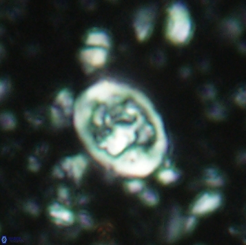 Calcicalathina clipeus 2175