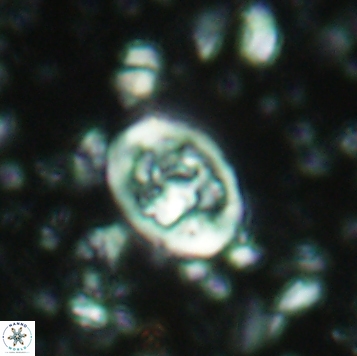 Calcicalathina clipeus 2175