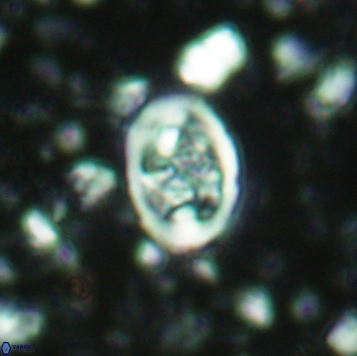 Calcicalathina clipeus 2178