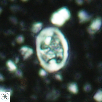 Calcicalathina clipeus 2178