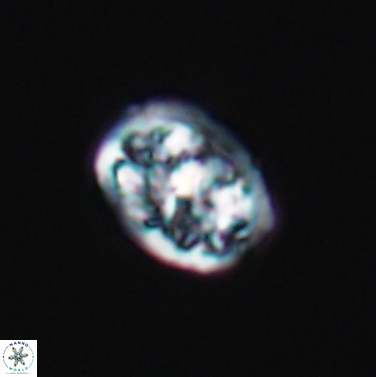 Calcicalathina erbae 11445