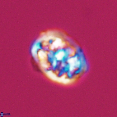 Calcicalathina erbae 11446