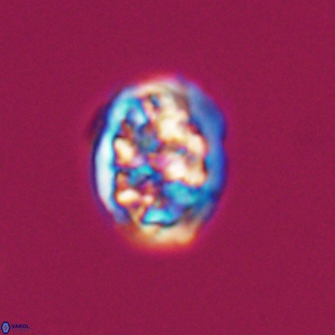 Calcicalathina erbae 11448