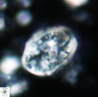 Calcicalathina erbae 1278