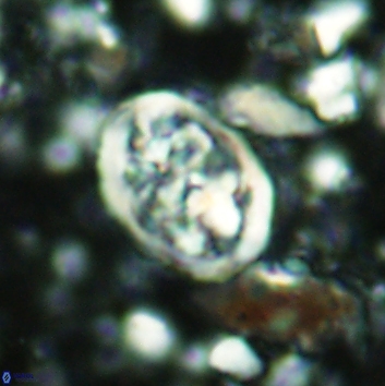 Calcicalathina clipeus 2137