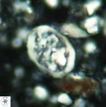 Calcicalathina clipeus 2137