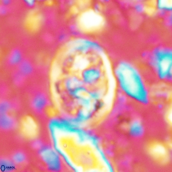 Calcicalathina clipeus 2139