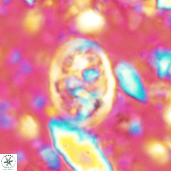 Calcicalathina clipeus 2139