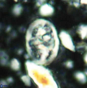 Calcicalathina clipeus 2141