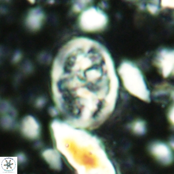 Calcicalathina clipeus 2141
