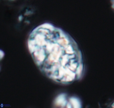 Calcicalathina oblongata 10586