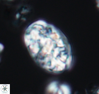 Calcicalathina oblongata 10586