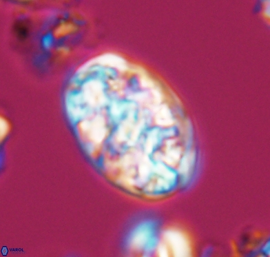 Calcicalathina oblongata 10587