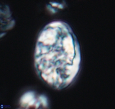 Calcicalathina oblongata 10588