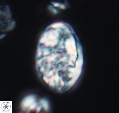 Calcicalathina oblongata 10588