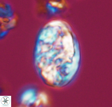 Calcicalathina oblongata 10589