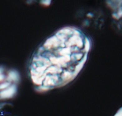 Calcicalathina oblongata 10590