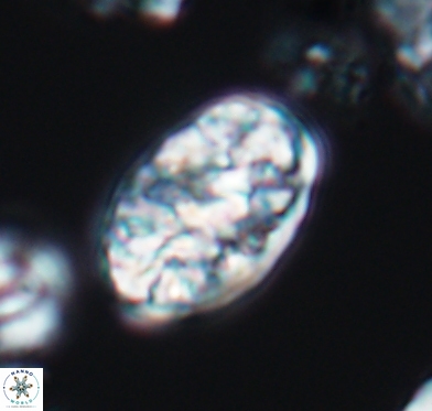 Calcicalathina oblongata 10590