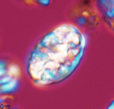 Calcicalathina oblongata 10591