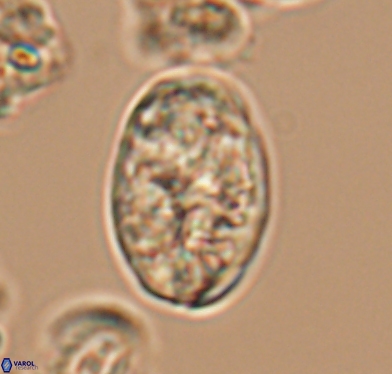 Calcicalathina oblongata 10592