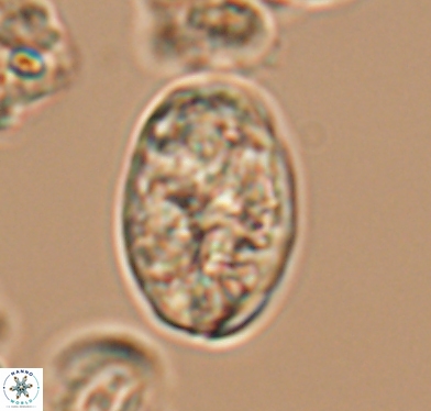 Calcicalathina oblongata 10592