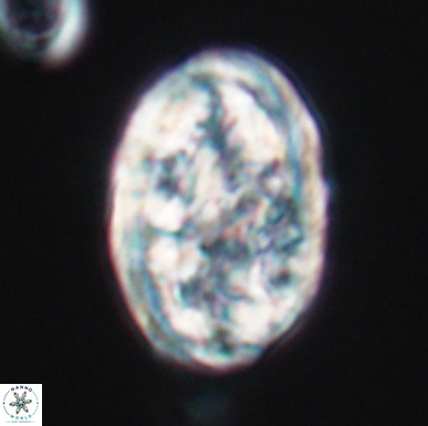 Calcicalathina oblongata 12461
