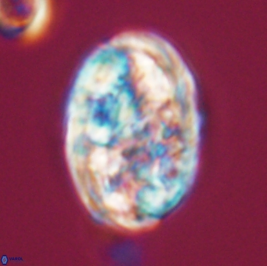 Calcicalathina oblongata 12462