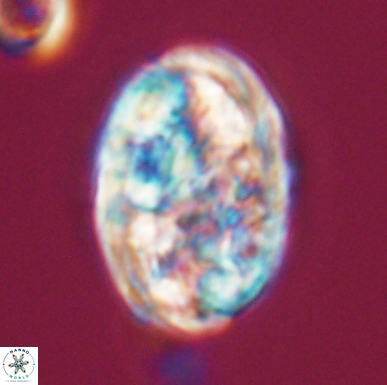 Calcicalathina oblongata 12462
