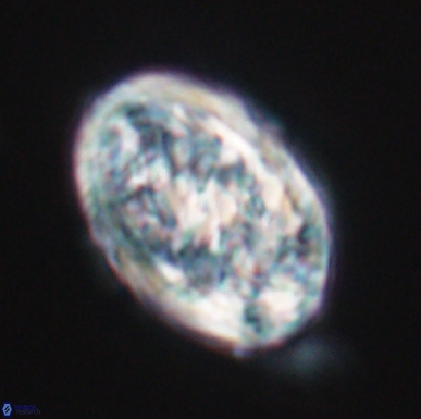 Calcicalathina oblongata 12463