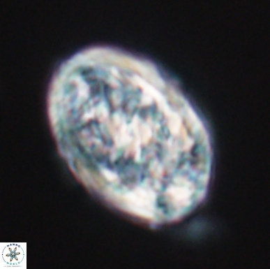 Calcicalathina oblongata 12463