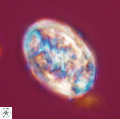 Calcicalathina oblongata 12464