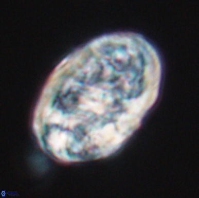 Calcicalathina oblongata 12465