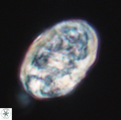 Calcicalathina oblongata 12465