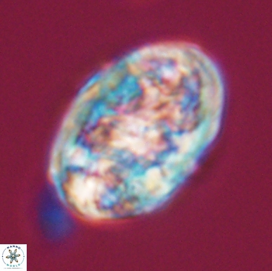 Calcicalathina oblongata 12466