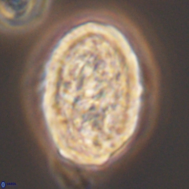 Calcicalathina oblongata 12468