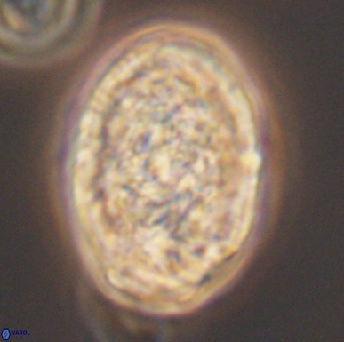 Calcicalathina oblongata 12469