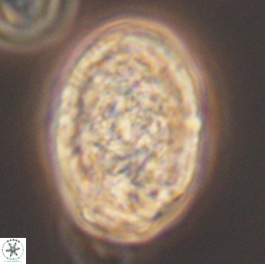 Calcicalathina oblongata 12469