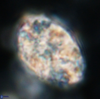 Calcicalathina oblongata 1288