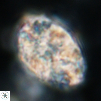 Calcicalathina oblongata 1288