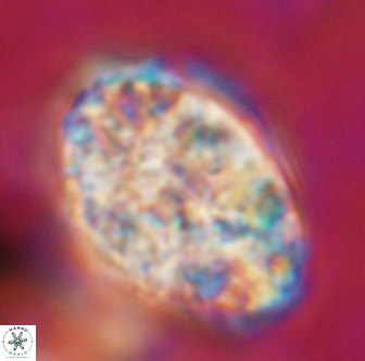 Calcicalathina oblongata 1289