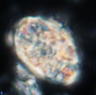 Calcicalathina oblongata 1291