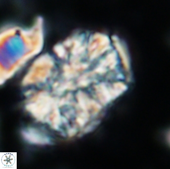 Calcicalathina oblongata 1298