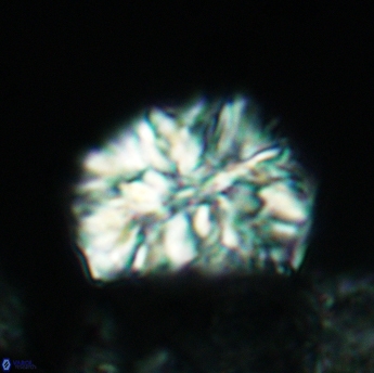 Calcicalathina oblongata 3504