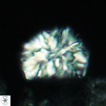 Calcicalathina oblongata 3504