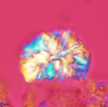 Calcicalathina oblongata 3505