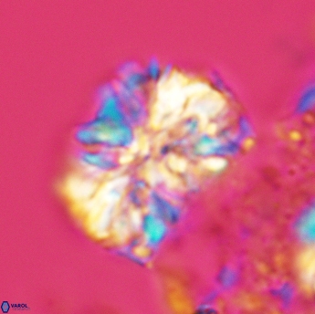 Calcicalathina oblongata 3506