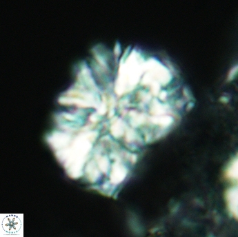 Calcicalathina oblongata 3507