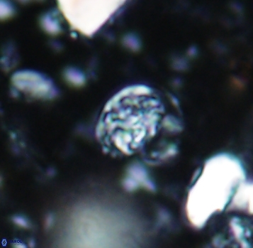 Calcicalathina pseudoalta 1051