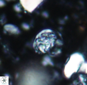 Calcicalathina pseudoalta 1051